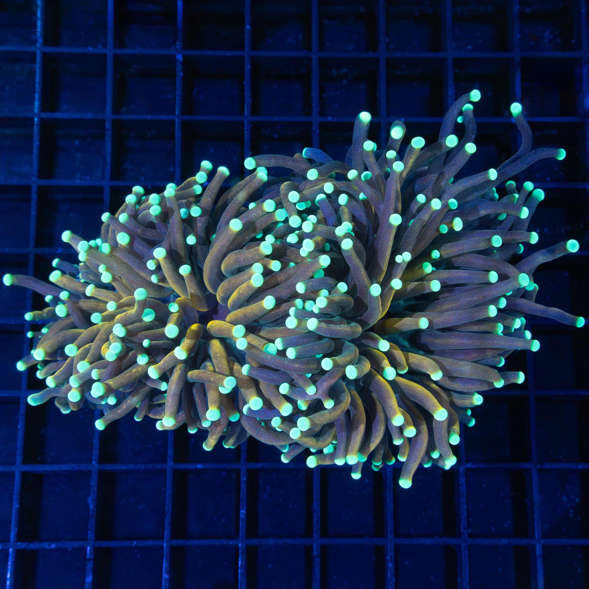 XL 2 Heads Snakeskin Torch Coral