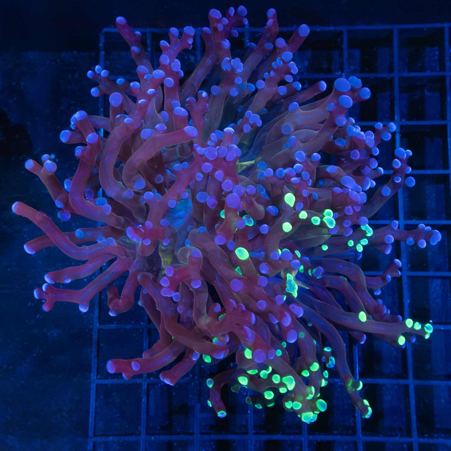 Large 2 Heads Splatter Frogspawn 5"