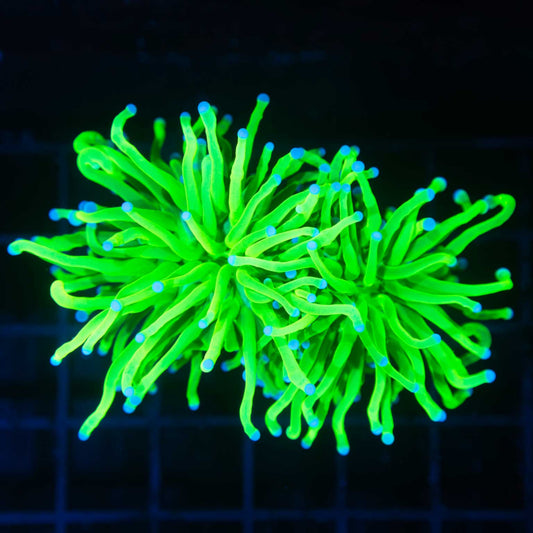 2 Heads Todd's Type Torch Coral (Bright!)