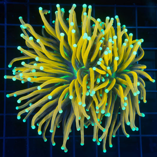 2 Heads Ultimate Jester Torch Coral