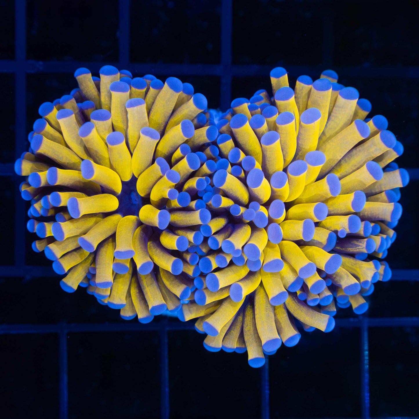 2 Heads Ultimate 24K Torch Coral