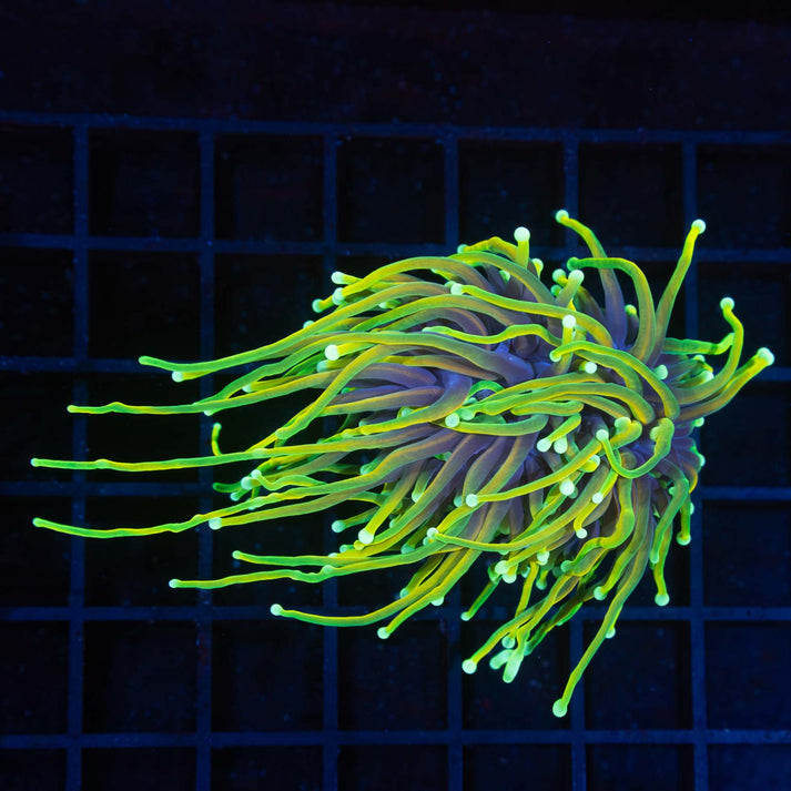 2 Heads Long Tentacle Dragon Soul Torch 4" Lucky Corals