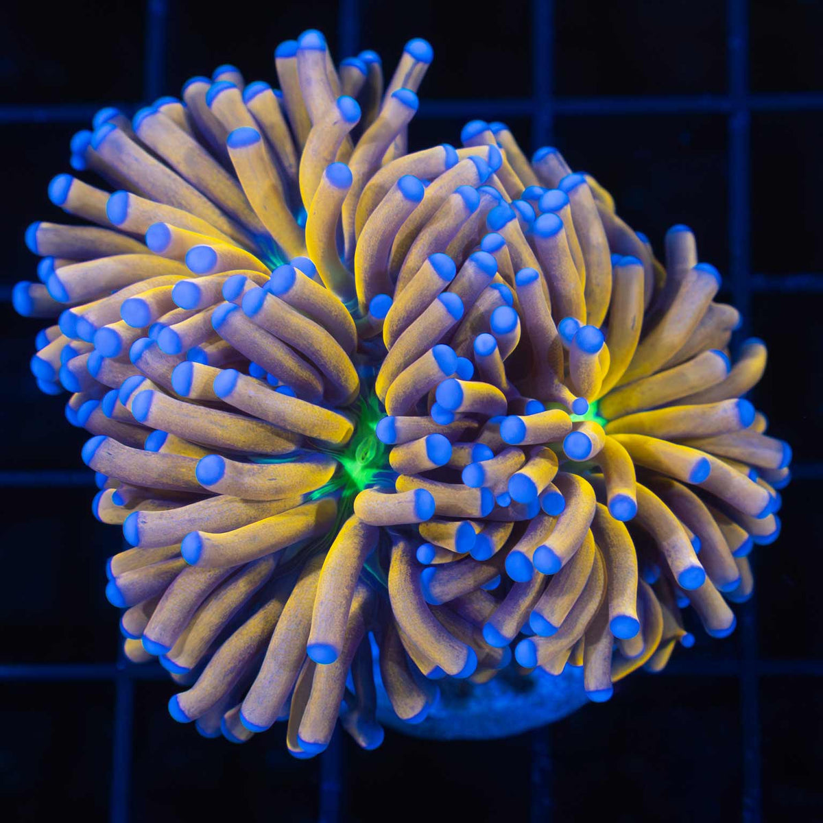 two heads banana torch coral