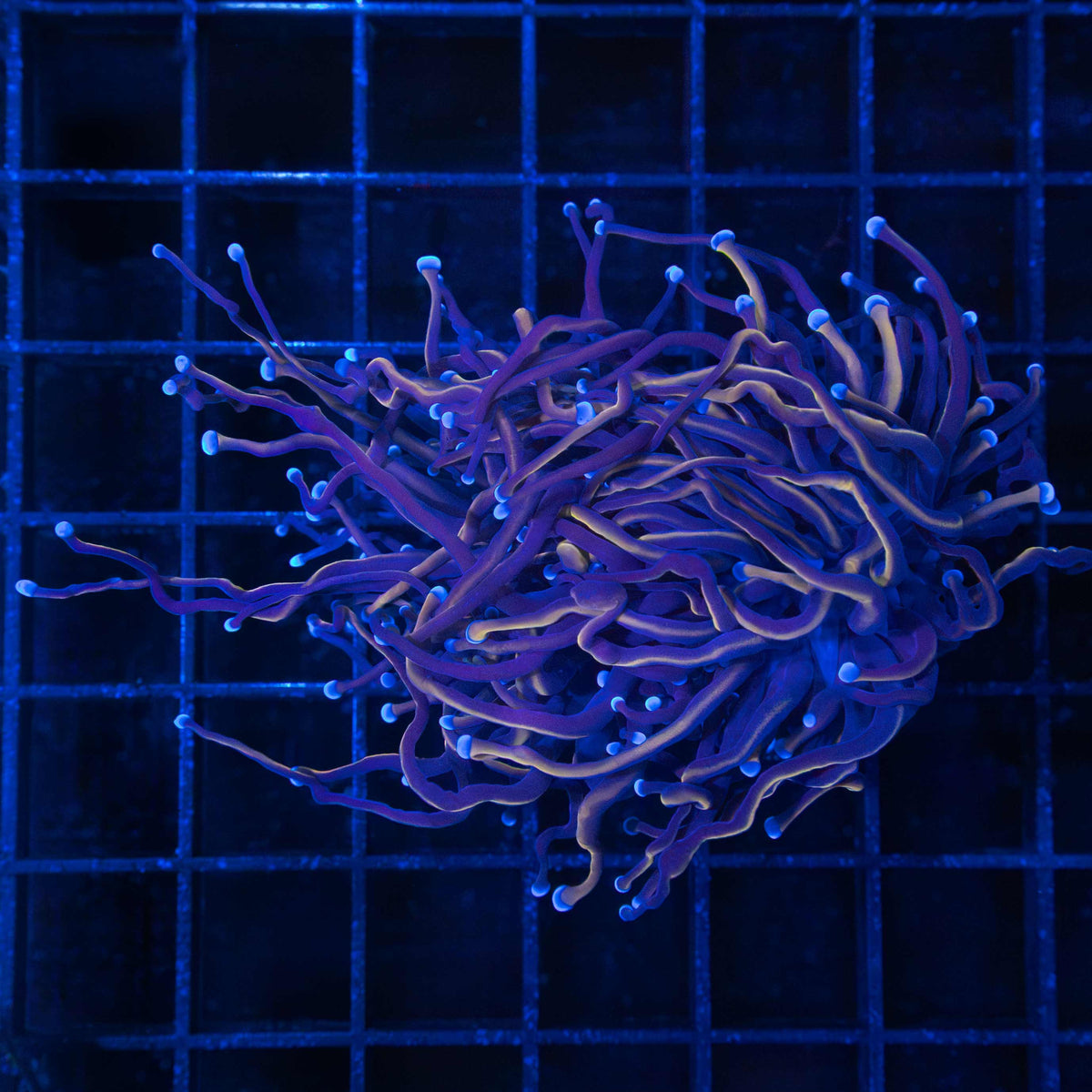 Black Panther Torch Coral 2 Heads