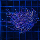 Black Panther Torch Coral