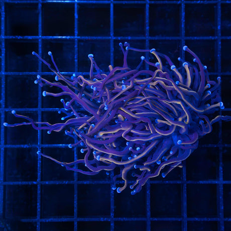 Black Panther Torch Coral 2 Heads