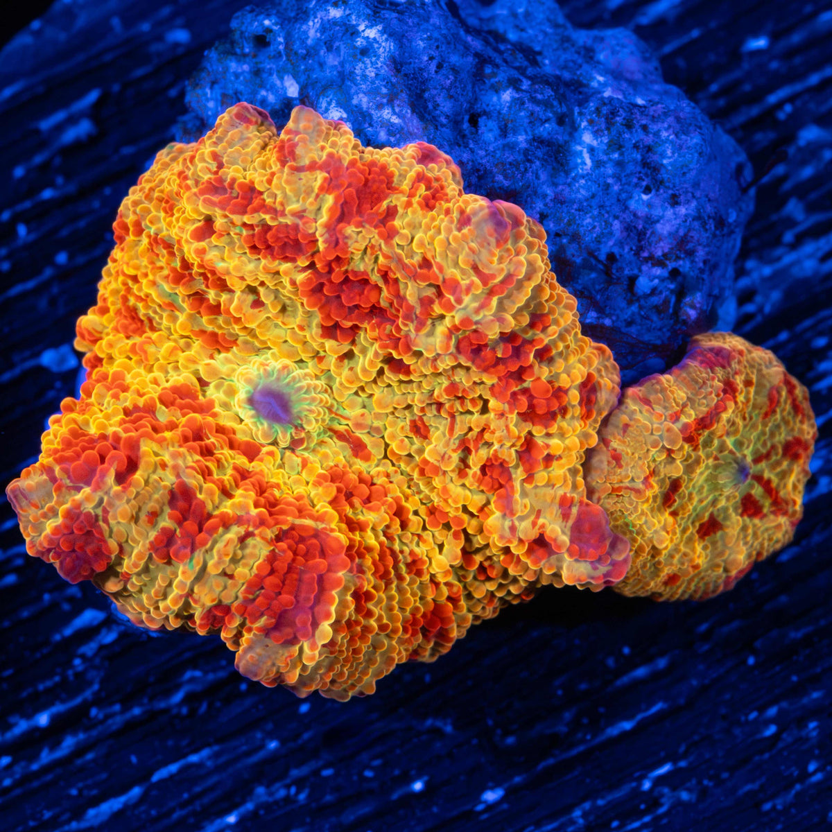 2 Jawbreaker Mushroom Corals With Green