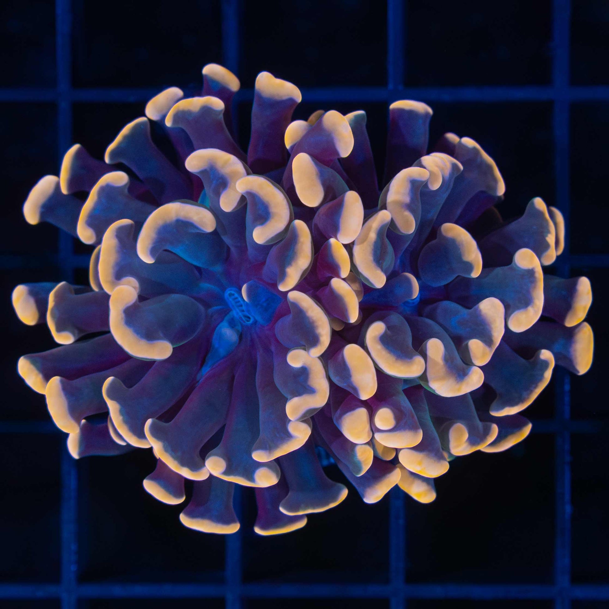 Orange Hammer Coral
