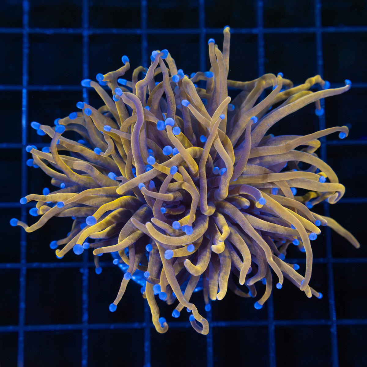 24K Gold Torch Coral
