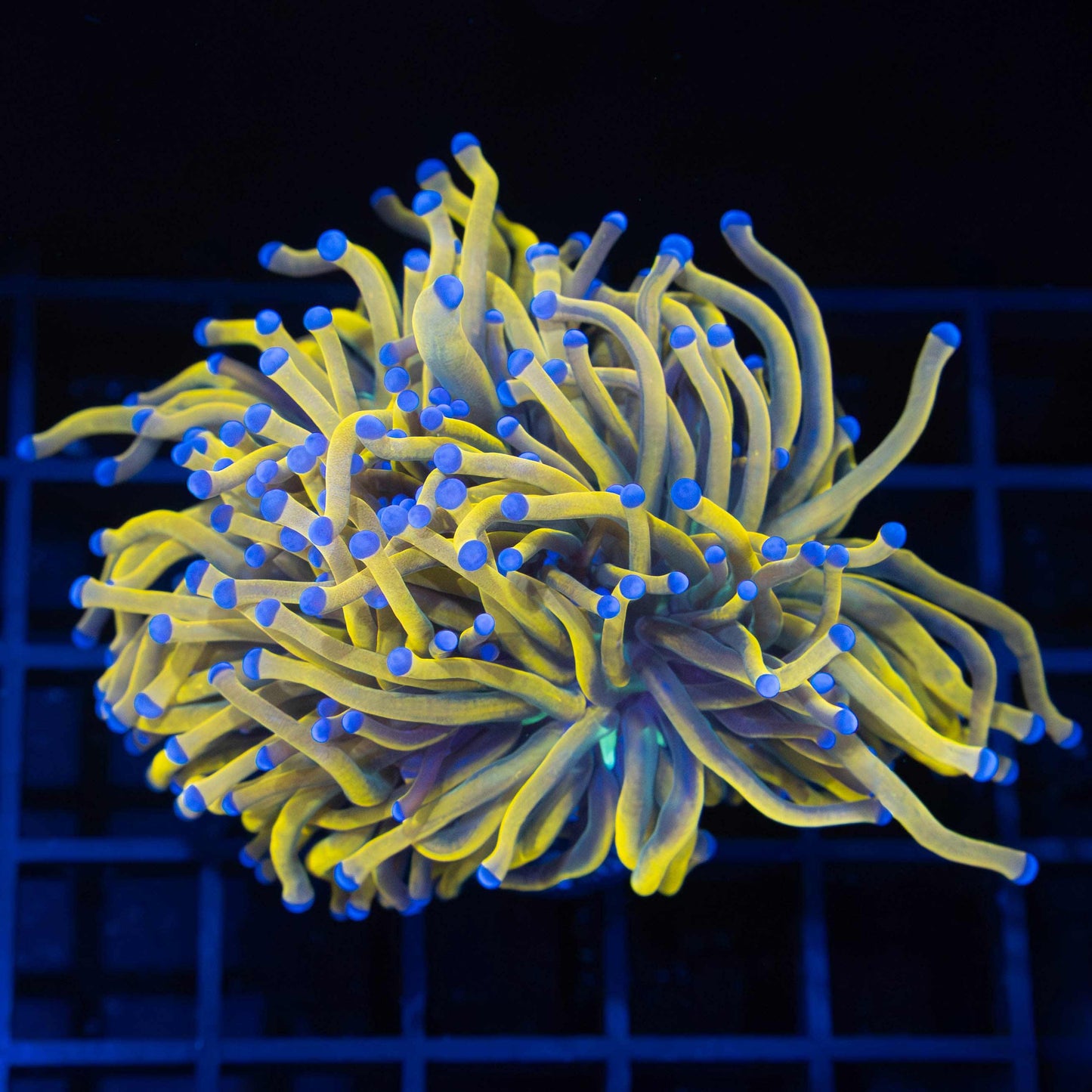 24K NY Knicks Torch Coral (Almost 2 heads)