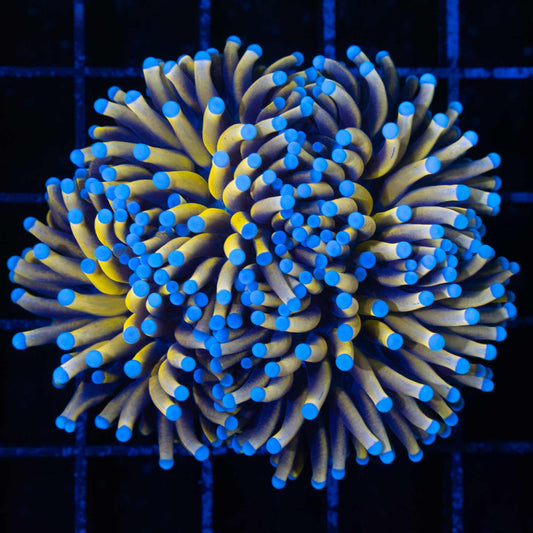 24k Torch Coral 2 heads