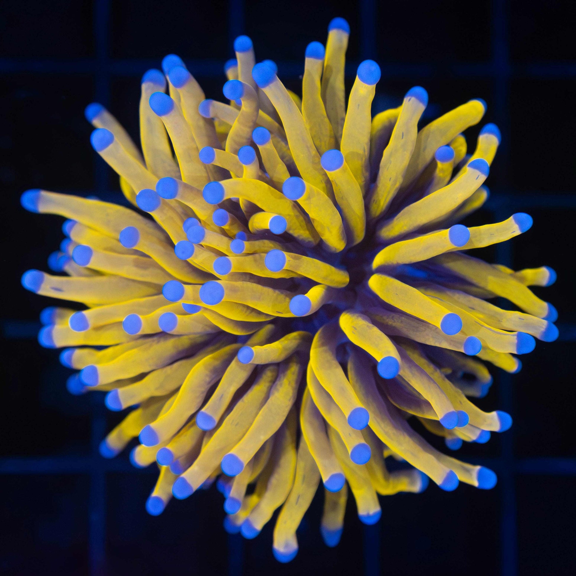 Malay Ultra 24K Gold Torch Coral