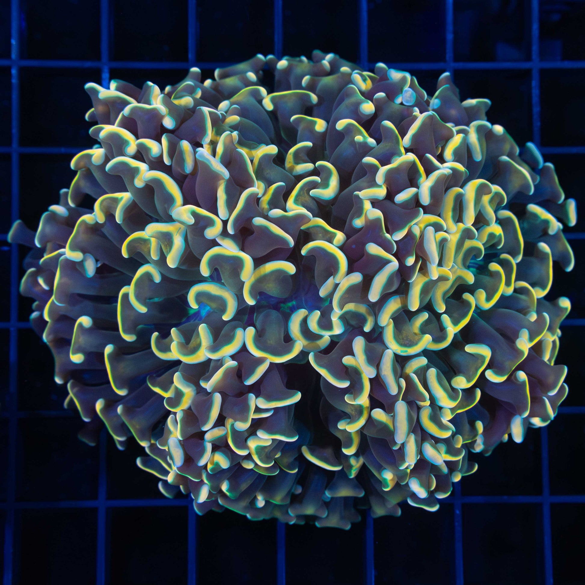 24k Gold Green Stripe Mouth Hammer Coral 4.25"