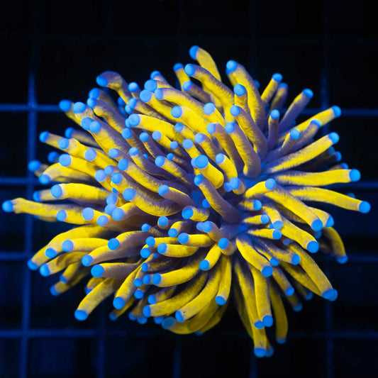 Malay Ultra 24K Gold Torch Coral (Bright Yellow)