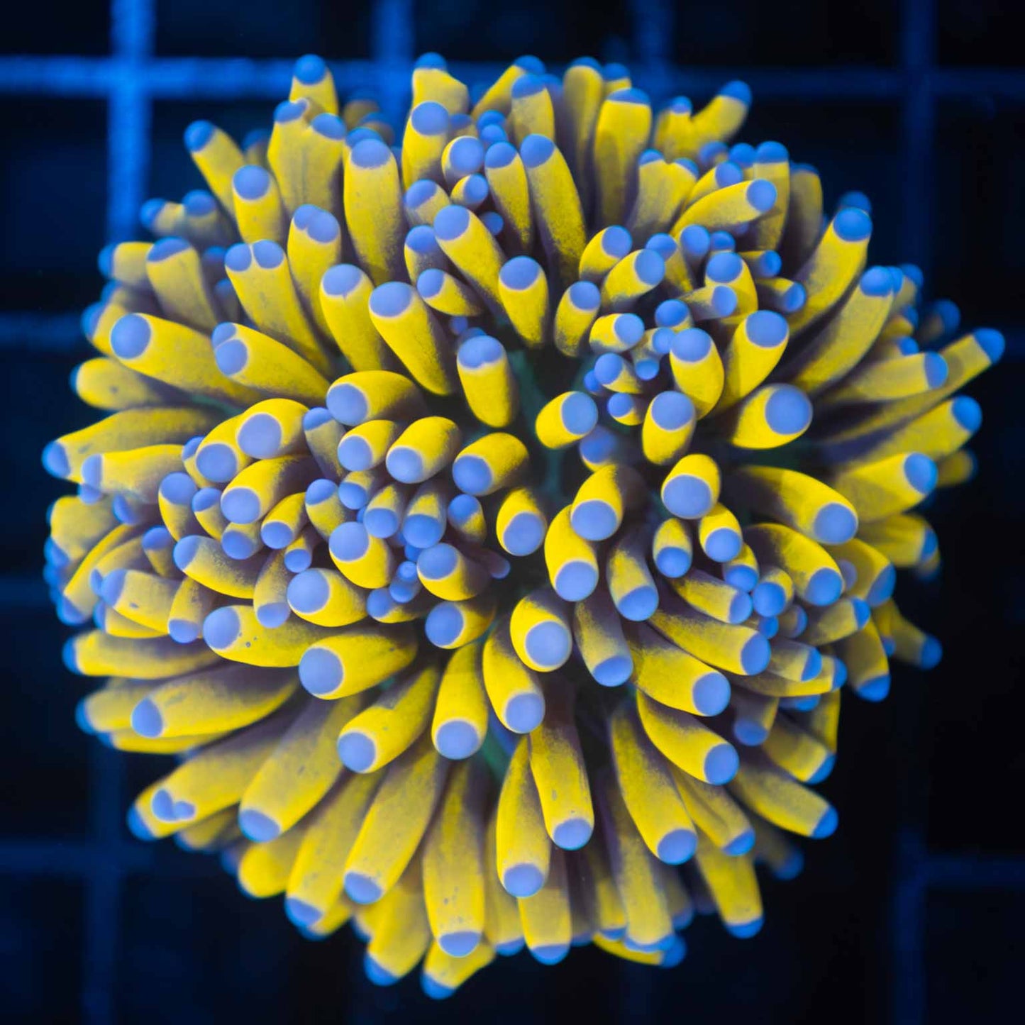 Ultimate 24K Torch Coral