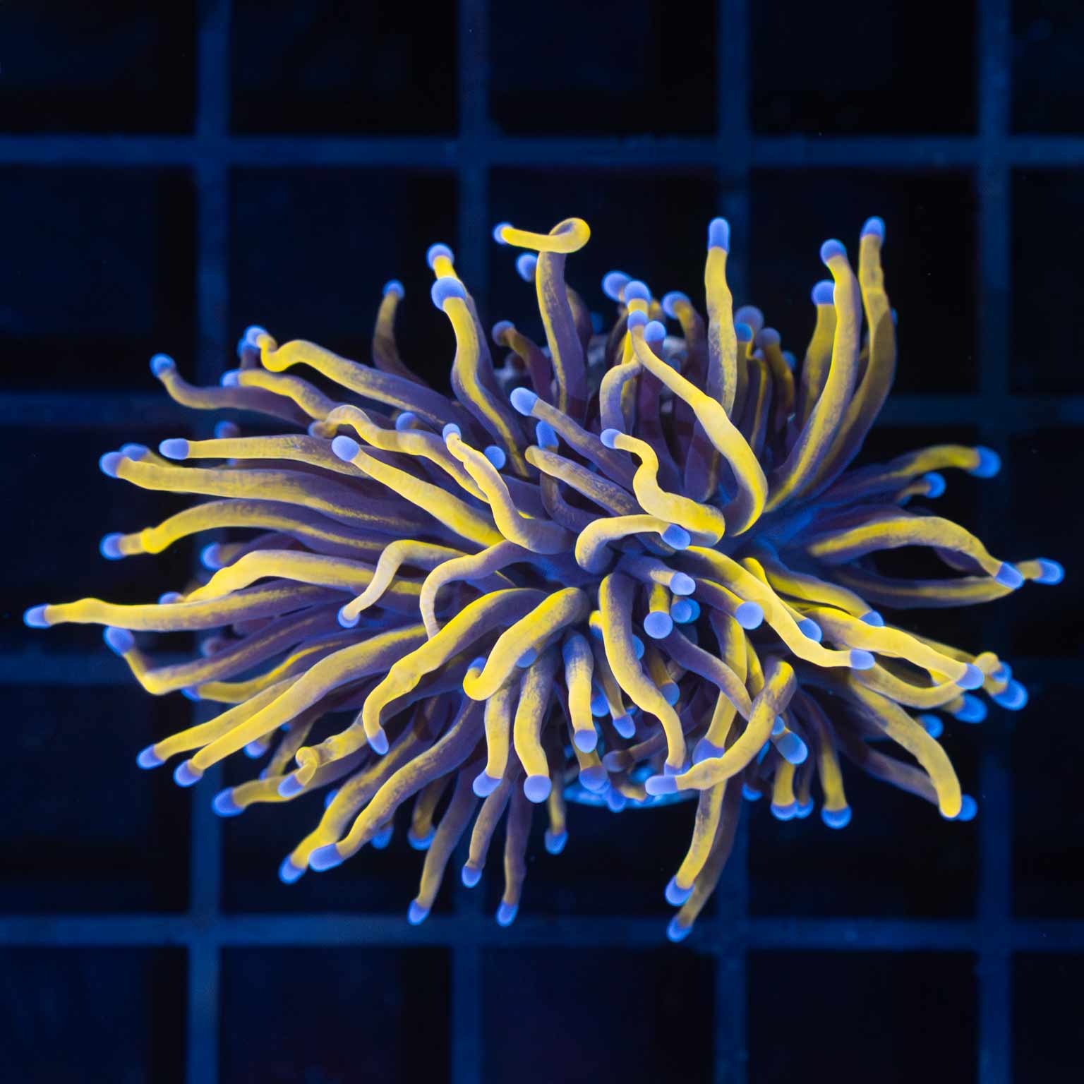 24K Gold Torch Coral Lucky Corals