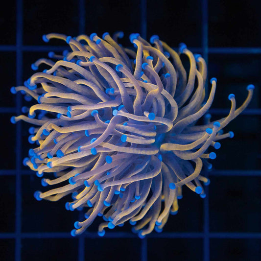 2 Heads 24K Gold Torch Coral