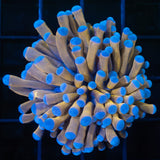 24k gold torch coral