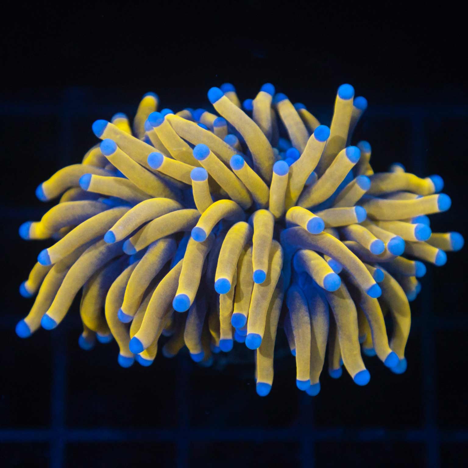 24K Gold Torch Coral