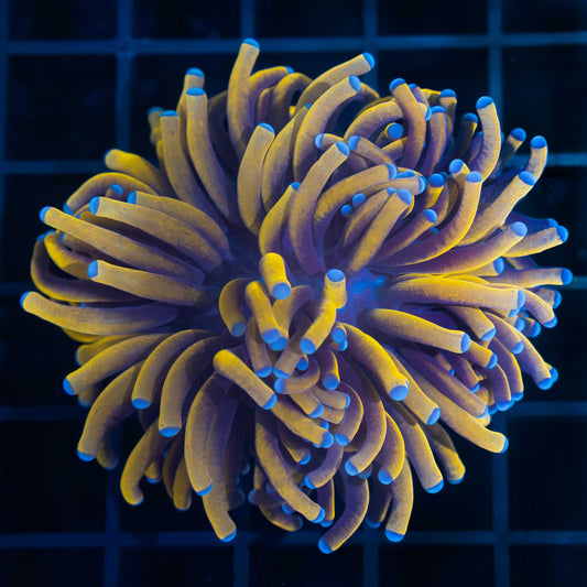 24K Gold Torch Coral