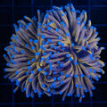 2 Polyps 2