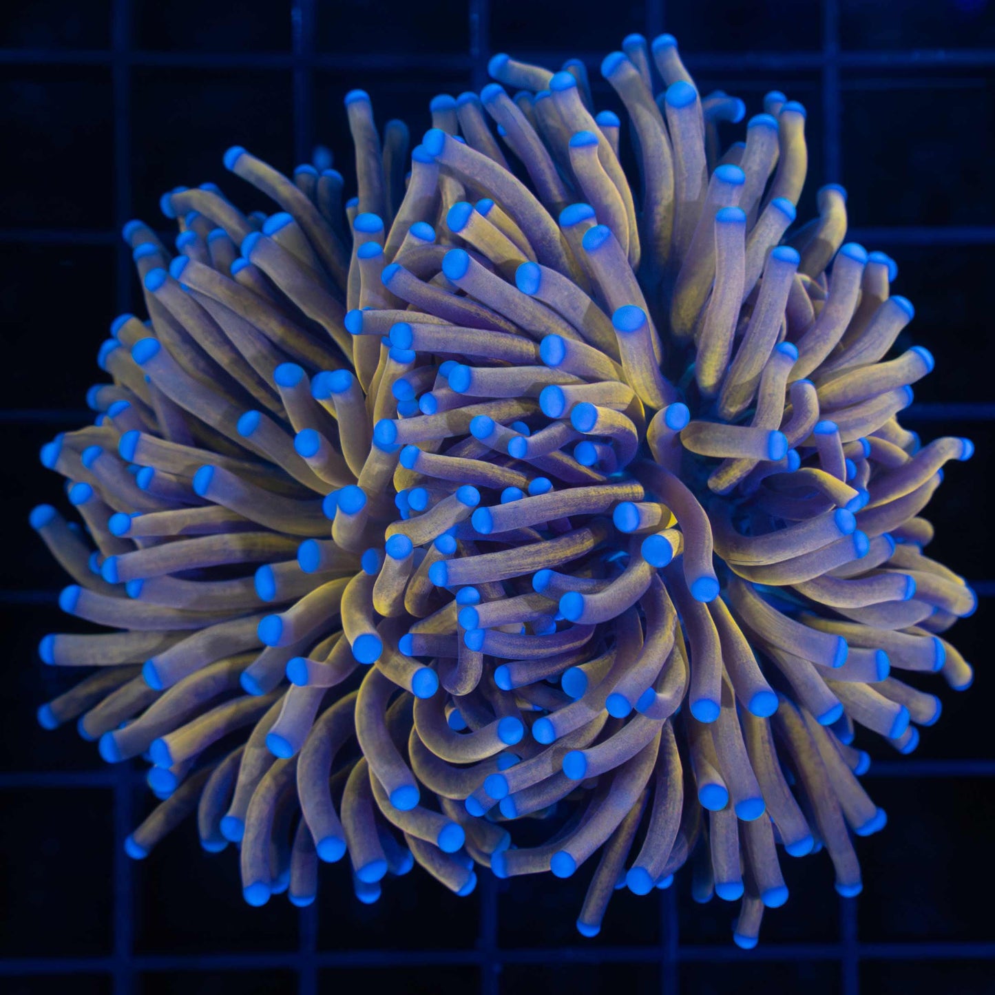 24k Torch Coral