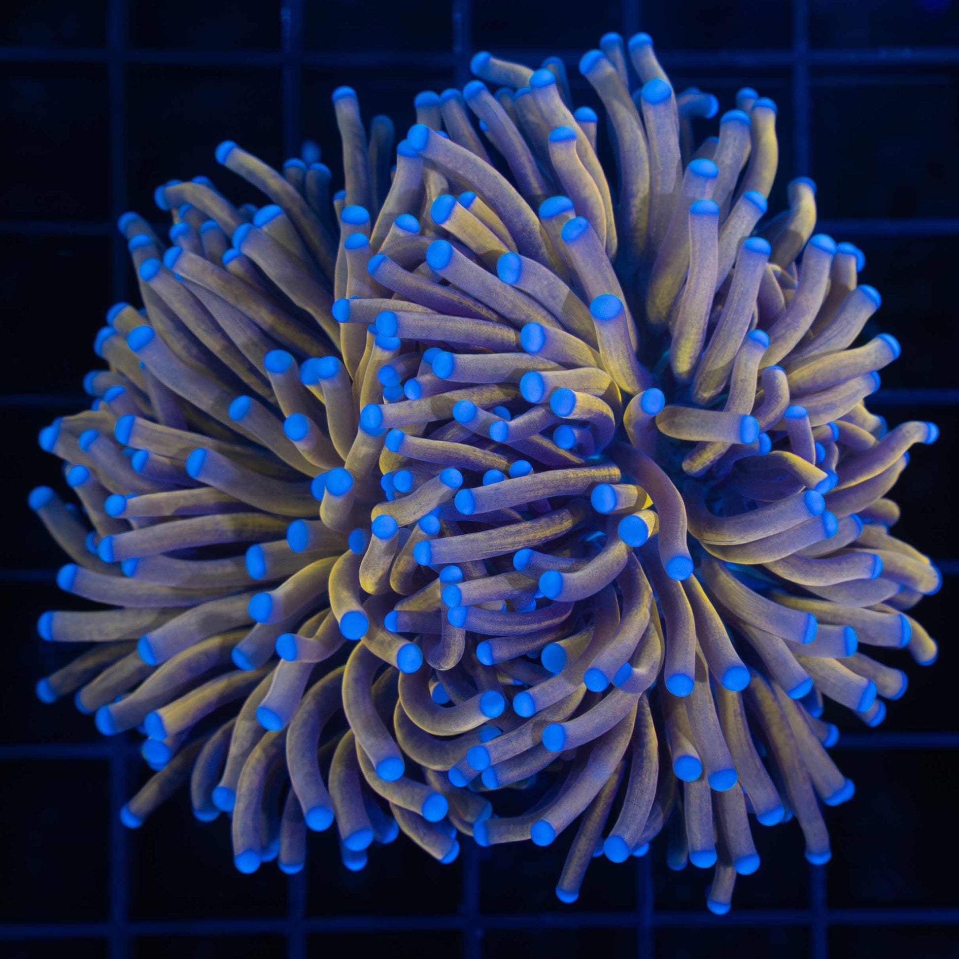 24k Torch Coral