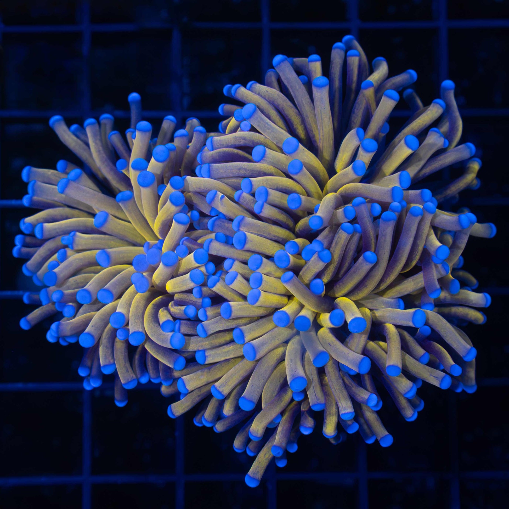 24k Torch Coral
