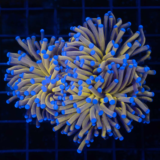 24k Torch Coral