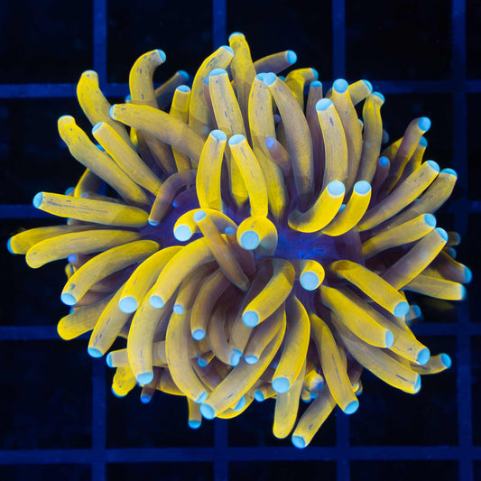 24K Gold Malay Torch Coral