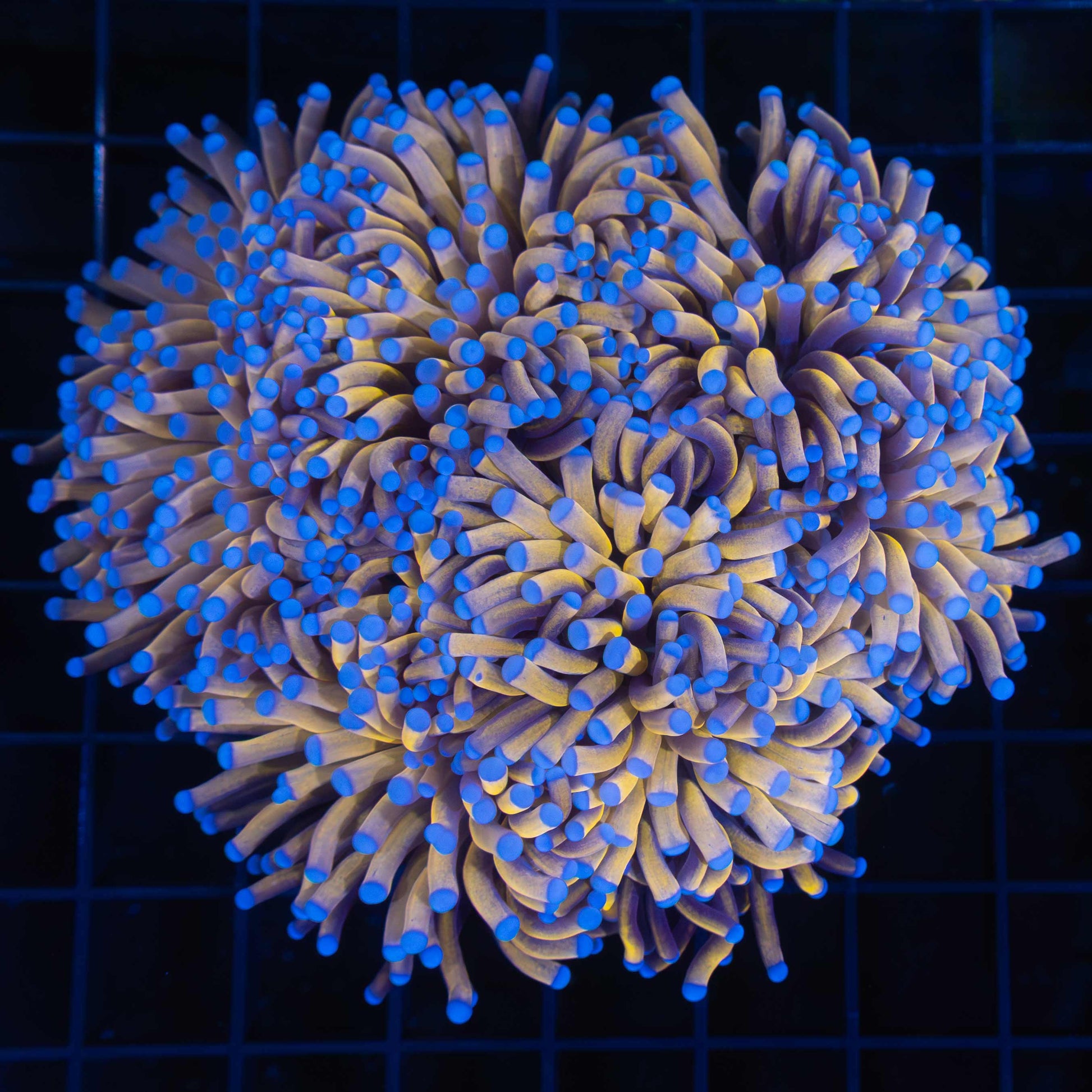 24K Torch Coral Colony 