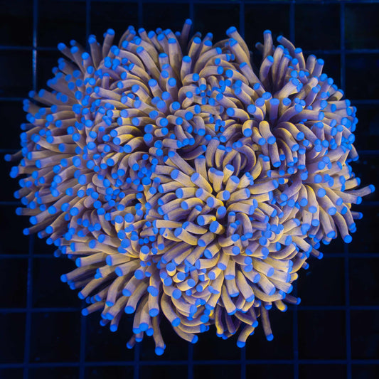 24K Torch Coral Colony 