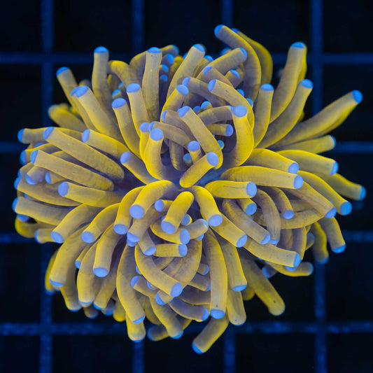 Malaysian 24K Gold Torch Coral
