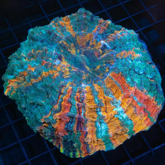 True Rainbow Acanthophyllia