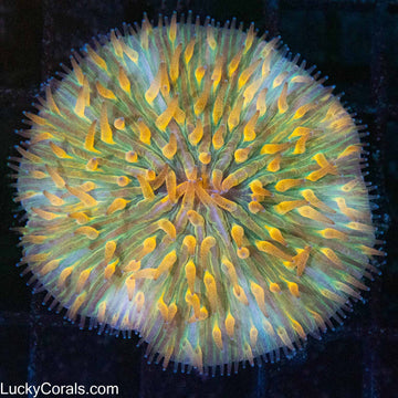 Unique Flame Tip Plate Coral 2.25"
