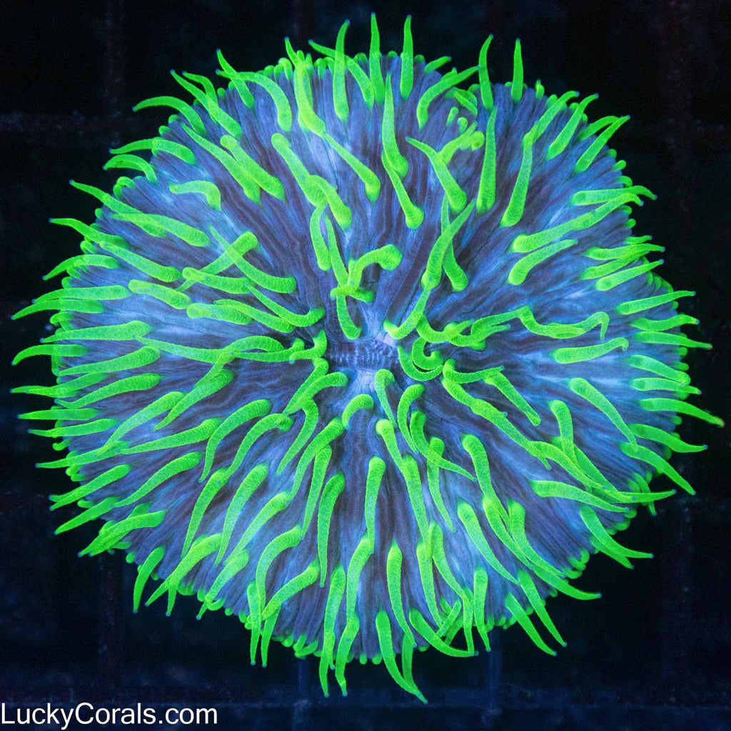 Neon Tentacle Plate Coral 2"