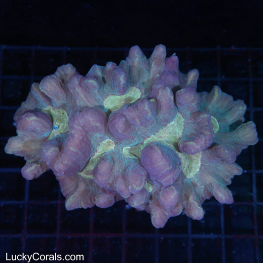 Pectinia Coral Colony 5.5"