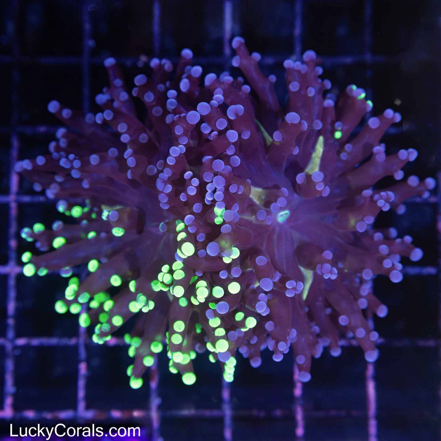 Purple Splatter Branching Frogspawn (2 connected heads)