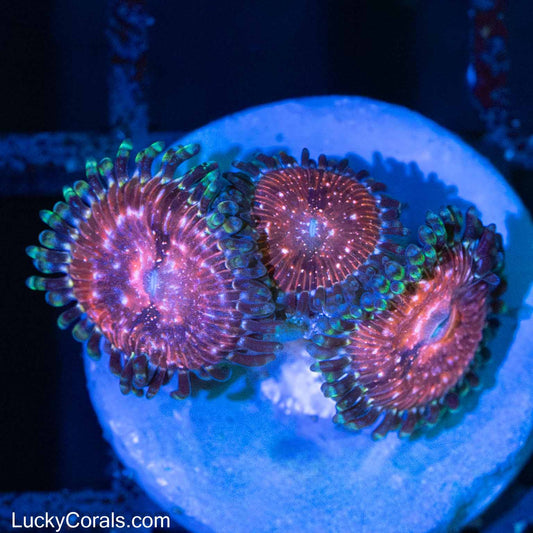 Space Chaos Zoa (3 Polyps)