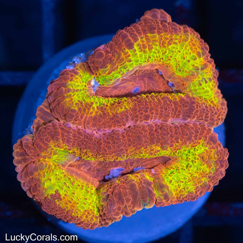 LPS Corals For Sale Page 4 Lucky Corals