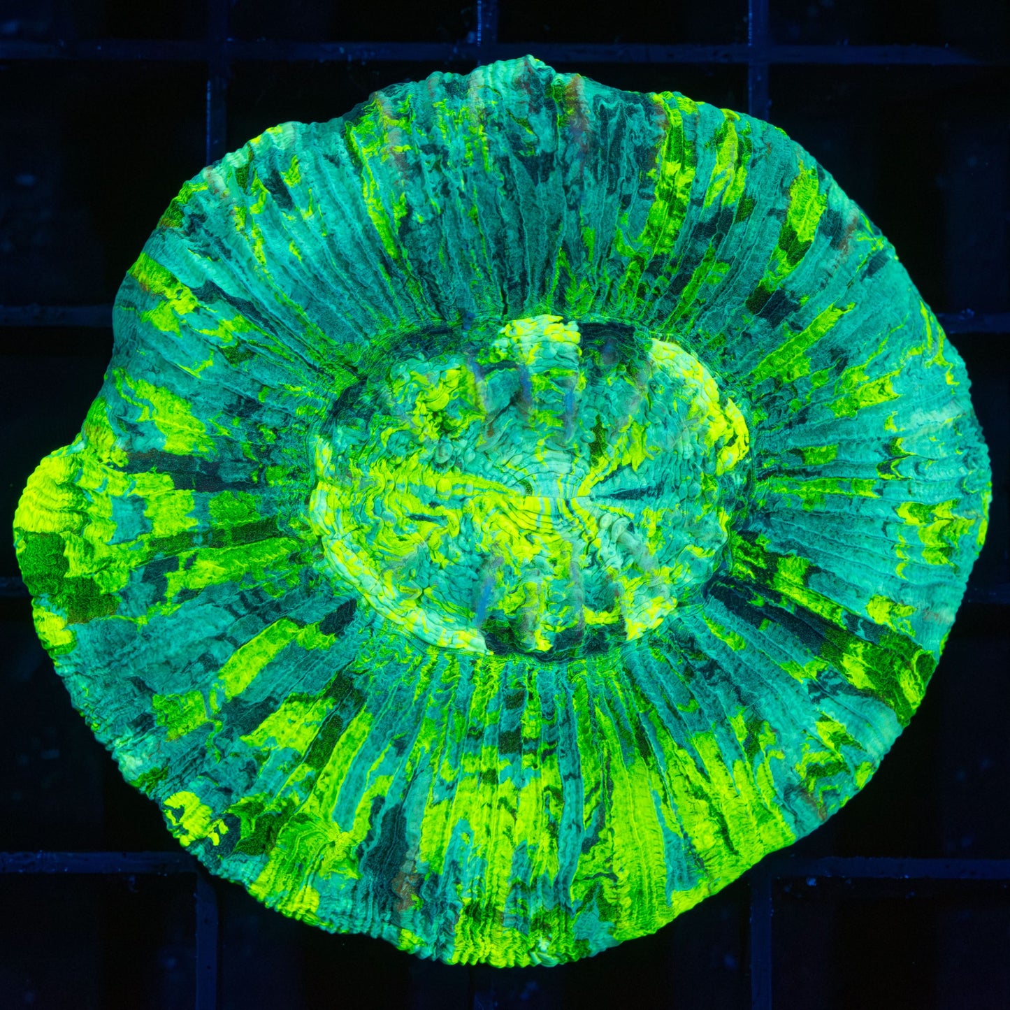 Ultra Bright Neon Trachyphyllia