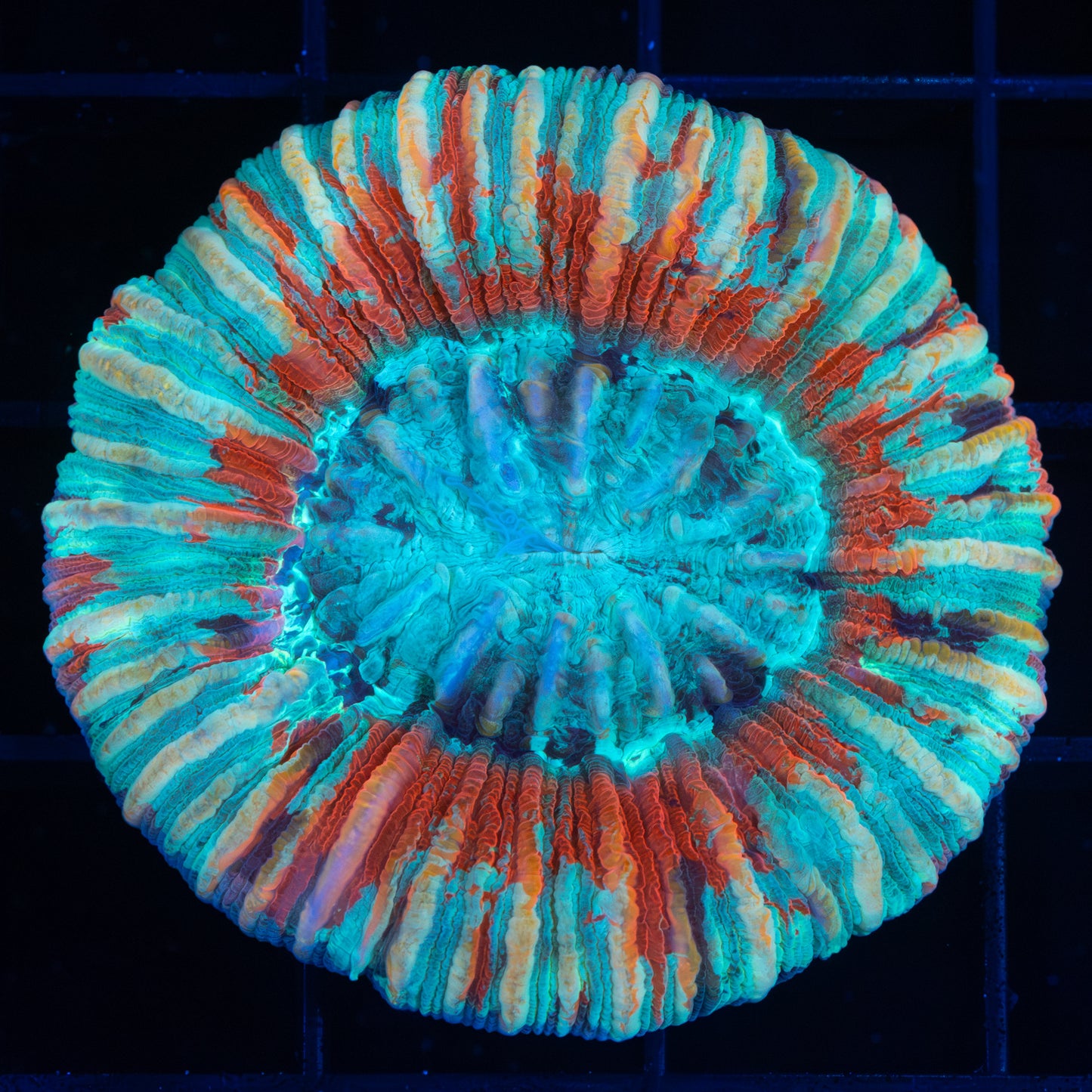4 color trachyphyllia (Brain Coral)