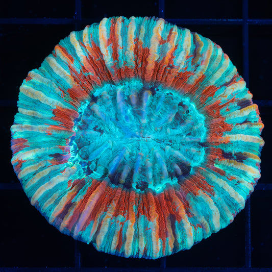 4 color trachyphyllia (Brain Coral)