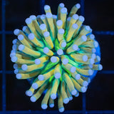 White Tip Banana Torch Coral
