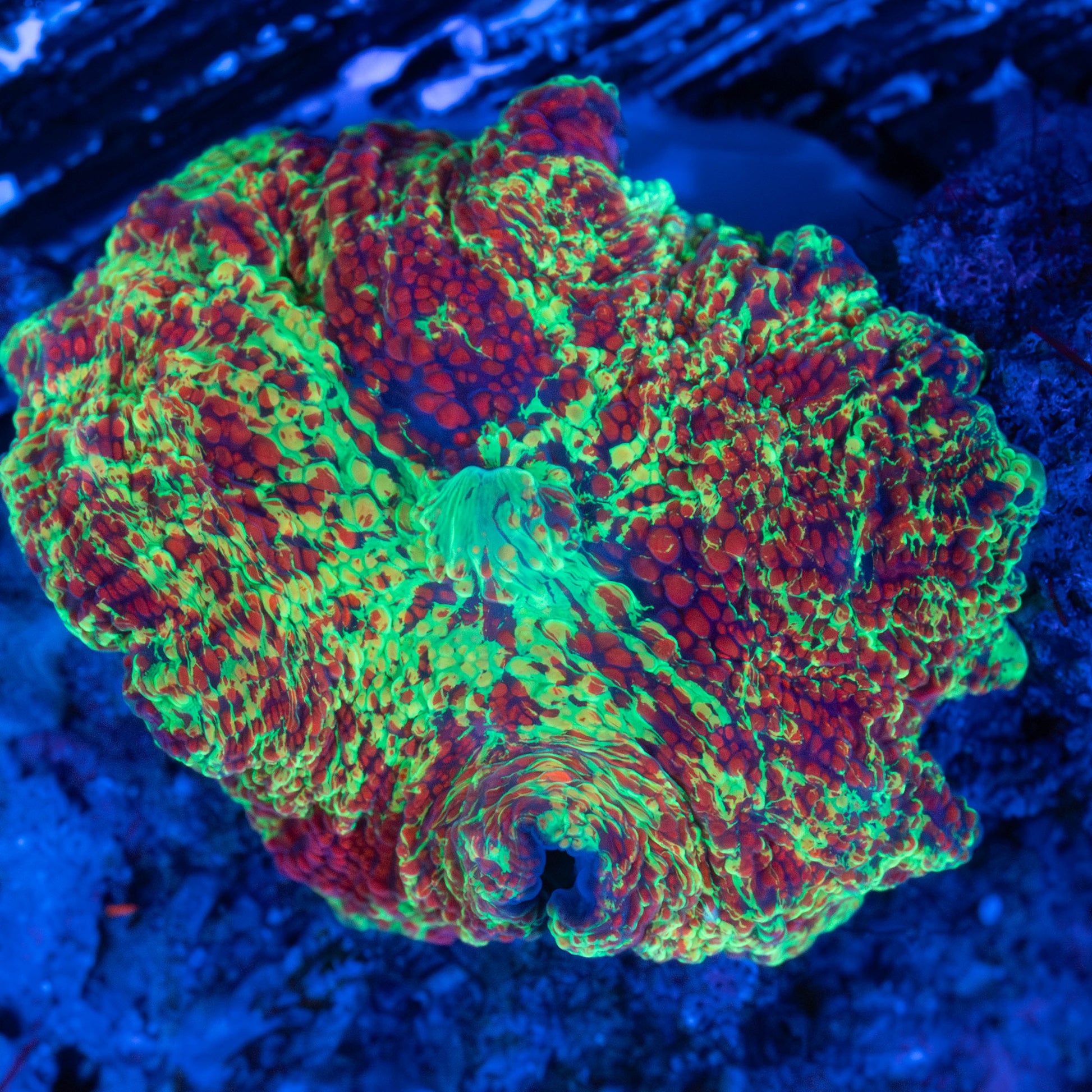 Crazy Pattern Eclectus Mushroom