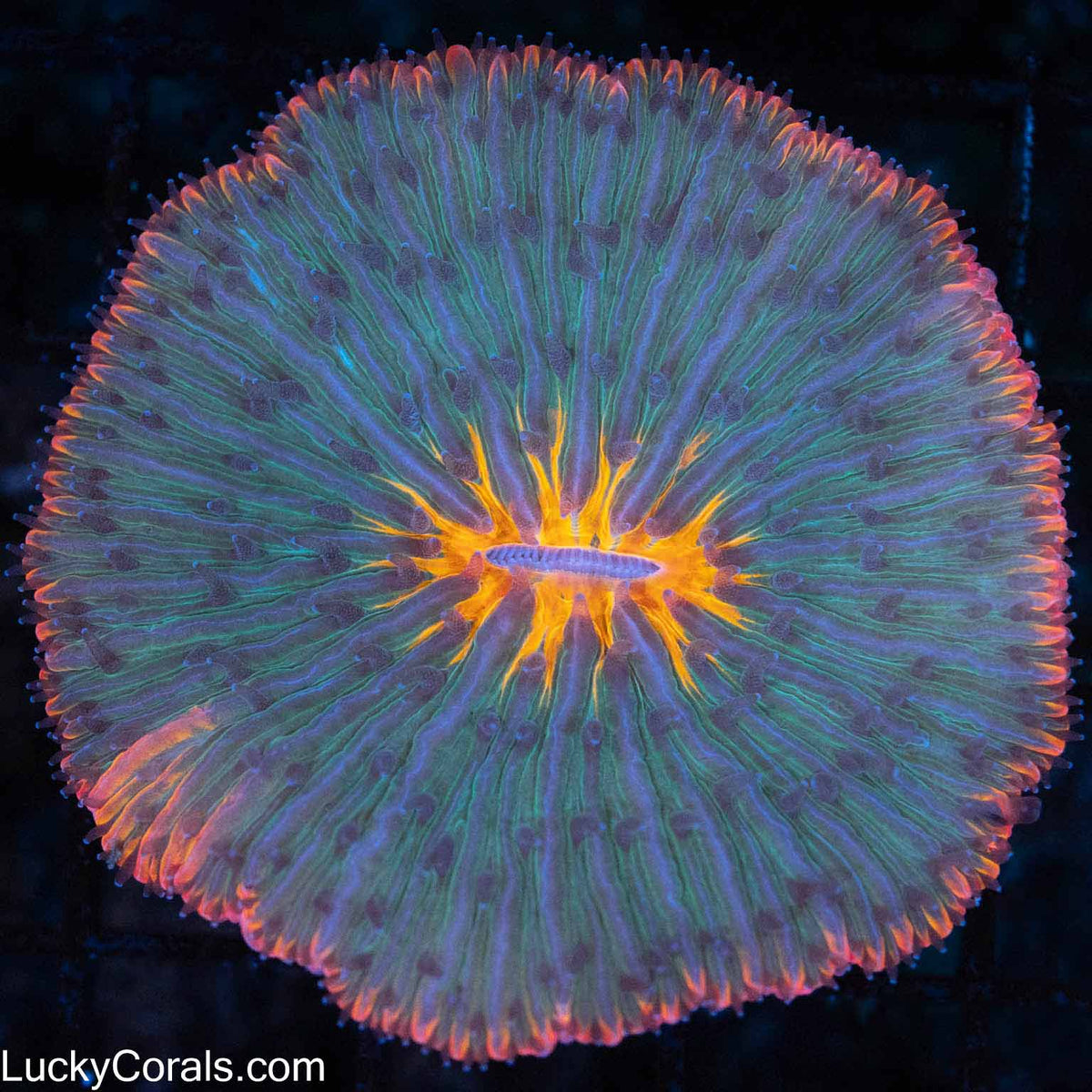 Unique 4 Color Plate Coral 2.25