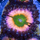 Perennial Dance Zoanthid