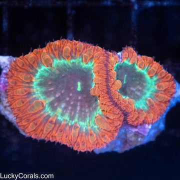 Indo Rainbow Blasto (2 polyps)