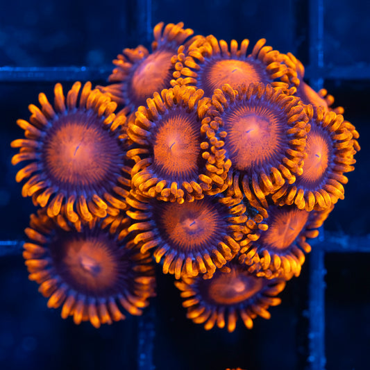 Bam Bam Zoas (11+ polyps)