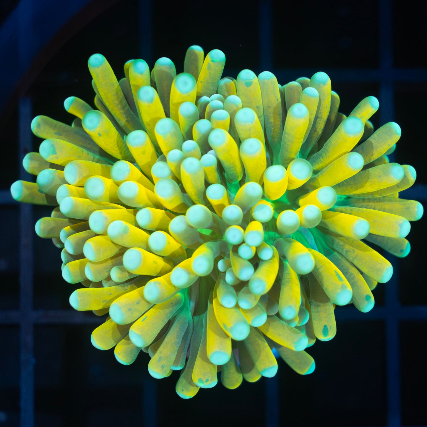 Incredibly Bright Banana Torch Coral